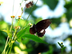 Papilio castor
