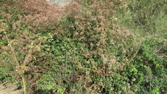 Salpianthus arenarius