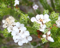 Euchaetis burchellii