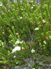 Euchaetis burchellii