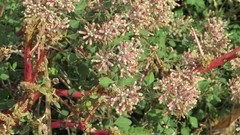 Salpianthus arenarius