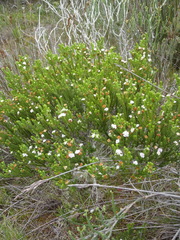 Euchaetis burchellii