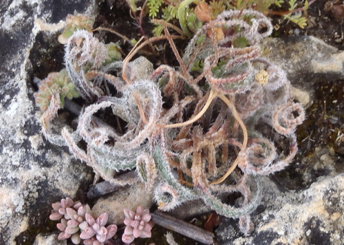 Image of Gethyllis villosa by (c) Nicola van Berkel, some rights reserved (CC BY-SA)