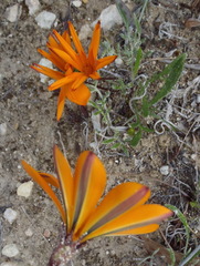Gazania pectinata