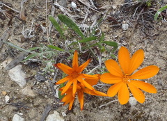 Gazania pectinata