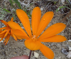 Gazania pectinata