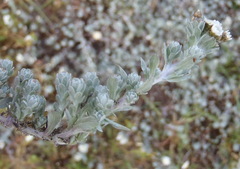 Gnaphalium declinatum