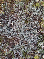 Gnaphalium declinatum