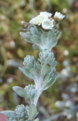 Gnaphalium declinatum