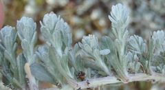 Gnaphalium declinatum