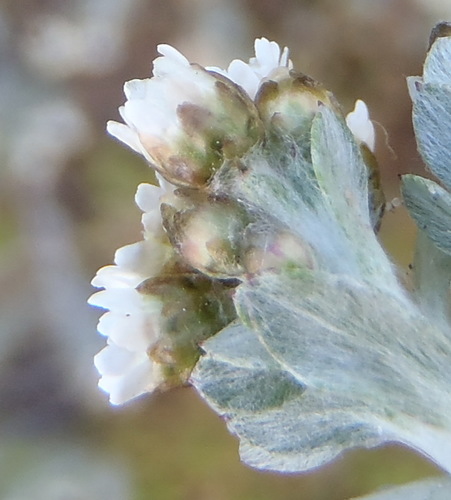 Image of Gnaphalium declinatum by (c) Nicola van Berkel, some rights reserved (CC BY-SA)