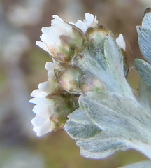 Gnaphalium declinatum