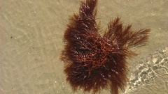 Gracilaria