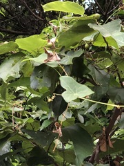 Solena amplexicaulis