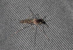 Culiseta particeps