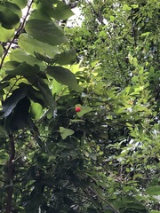 Solena amplexicaulis