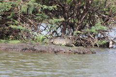 Crocodylus moreletii