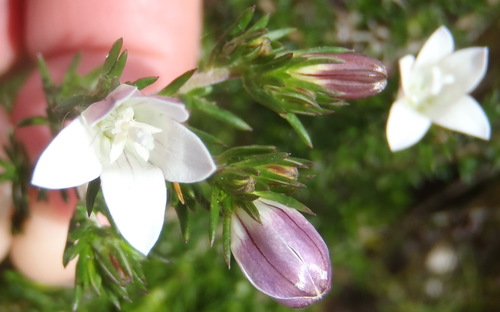 Image of Wahlenbergia calcarea by (c) Nicola van Berkel, some rights reserved (CC BY-SA)