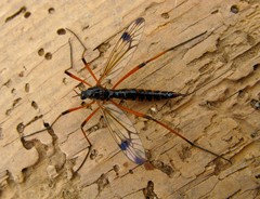 Dictenidia bimaculata