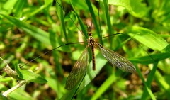 Nephrotoma flavescens