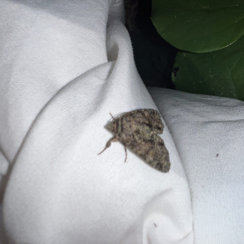 Turbulent Phosphila Moth from Holford Rd, Garland, TX, US on July 22