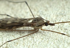 Tipula rufina