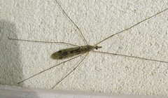 Tipula rufina
