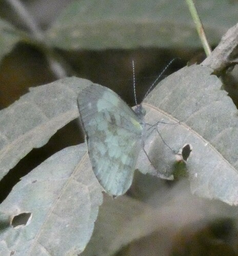 Mimo perlada