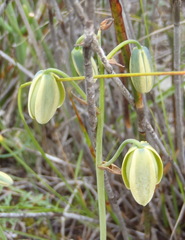 Albuca juncifolia