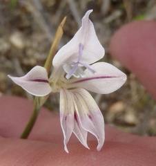 Gladiolus permeabilis permeabilis
