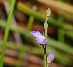 Comesperma defoliatum