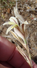 Gladiolus permeabilis permeabilis