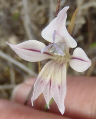 Gladiolus permeabilis permeabilis