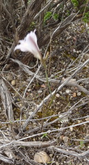 Gladiolus permeabilis permeabilis