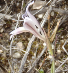 Gladiolus permeabilis permeabilis