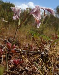 Gladiolus virescens