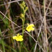 Goodenia stelligera - Photo (c) Reiner Richter, some rights reserved (CC BY-NC-SA)