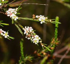 Baeckea linifolia