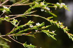 Baeckea linifolia