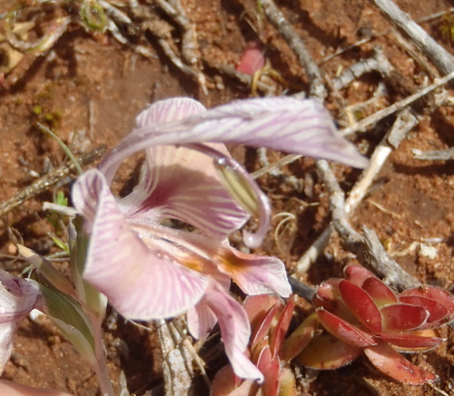 Image of Green Kalkoentjie (Gladiolus virescens) by (c) Nicola van Berkel, some rights reserved (CC BY-SA)