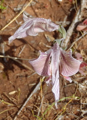 Gladiolus virescens