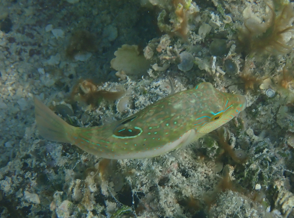 Bennett's sharpnose puffer
