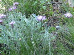 Psephellus sibiricus