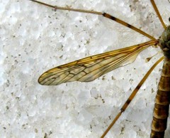 Epiphragma ocellare