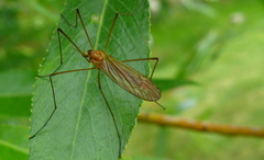 Euphylidorea lineola