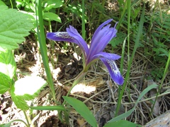 Iris ruthenica