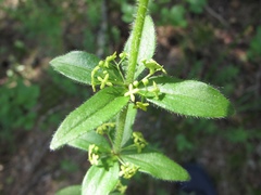 Cruciata glabra krylovii