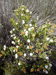 Euchaetis burchellii