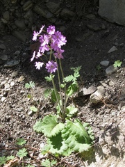 Primula cortusoides