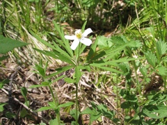 Anemonoides caerulea